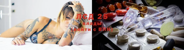 прущие грибы Дмитровск